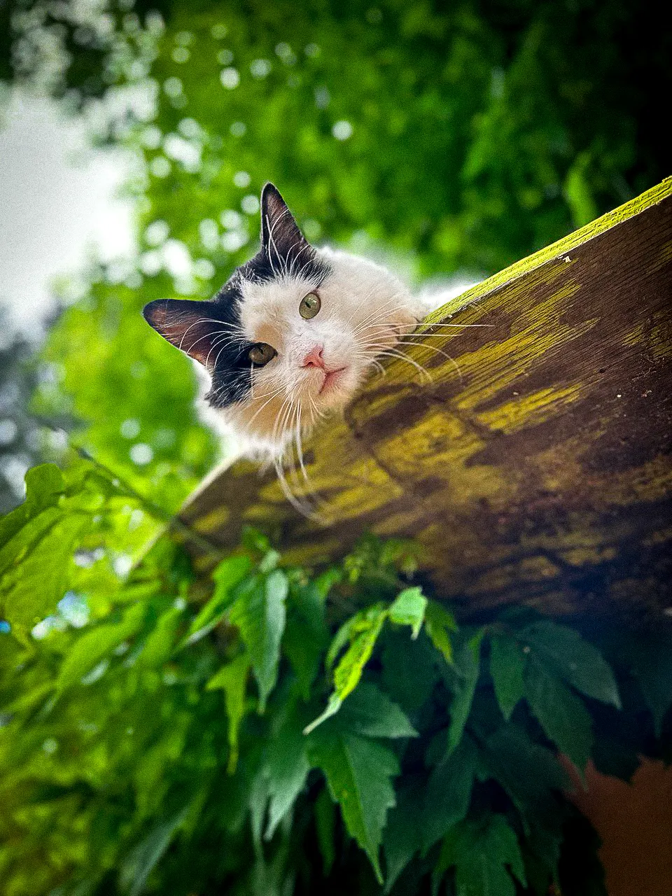 A black and white cat peering out of a tree